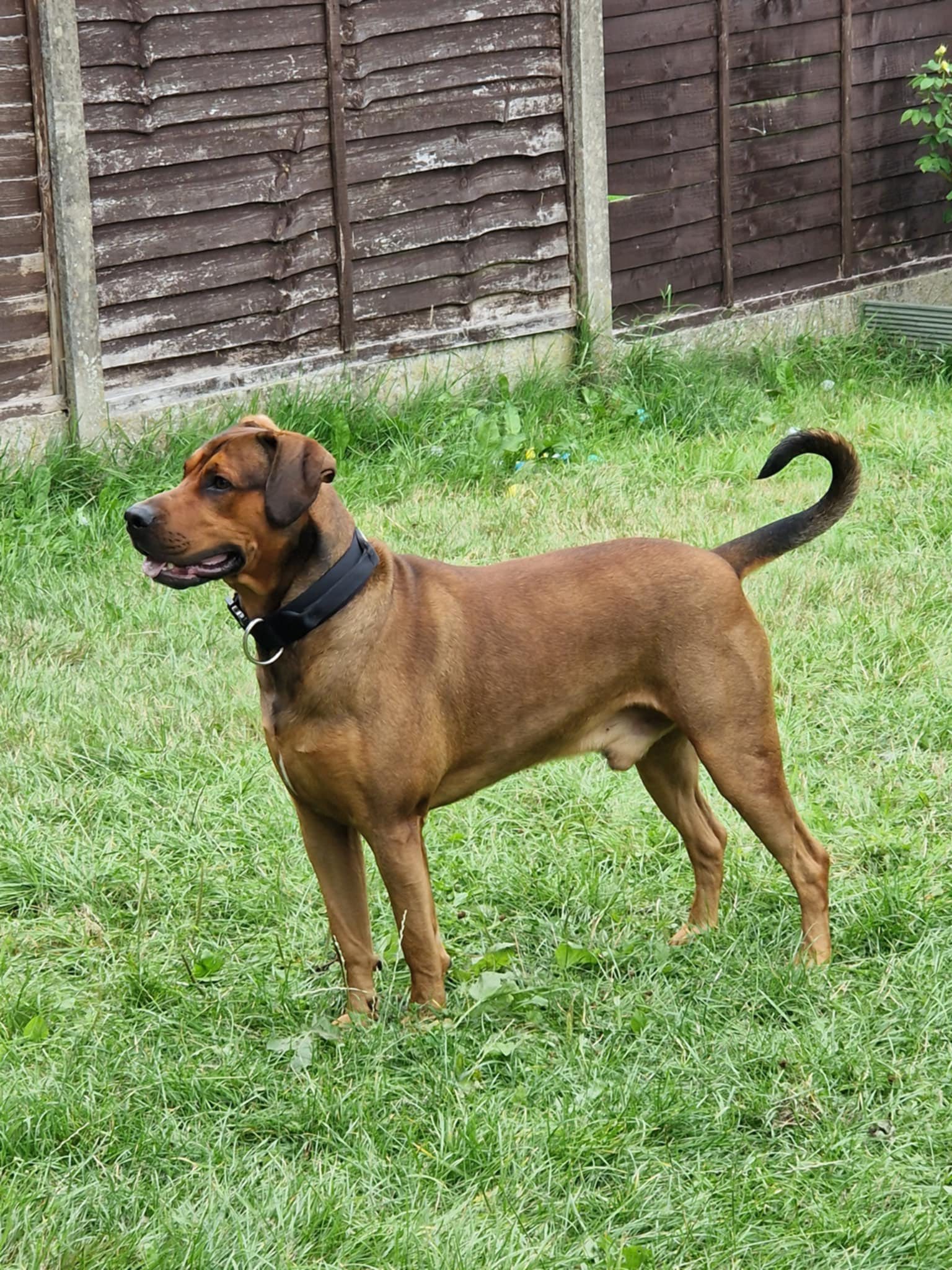 Volunteers helping dogs