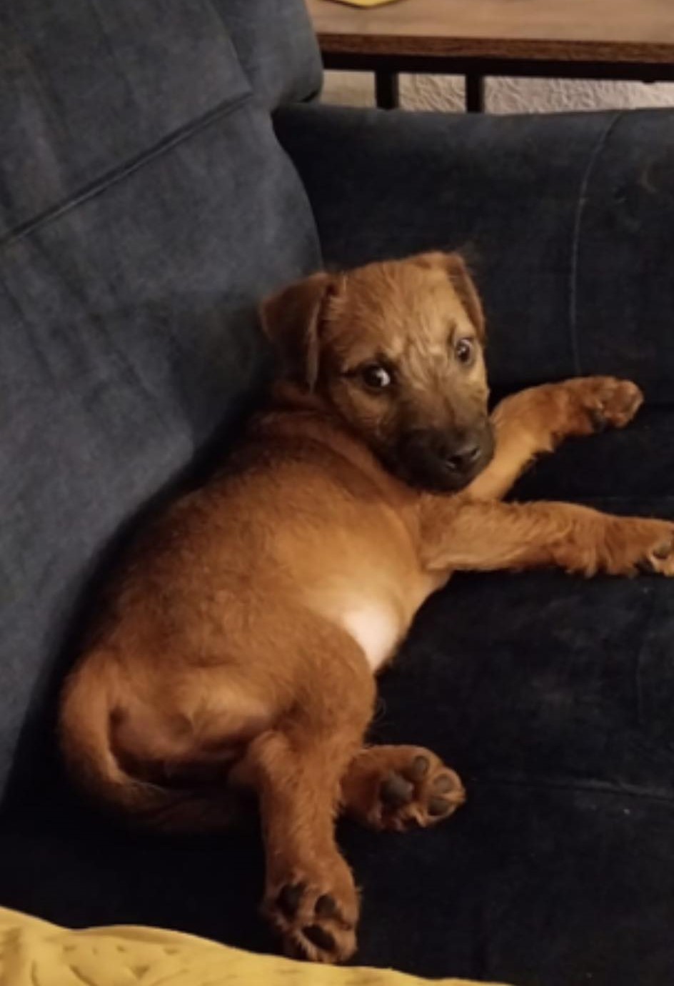 Henry, Cross Lakeland Terrier