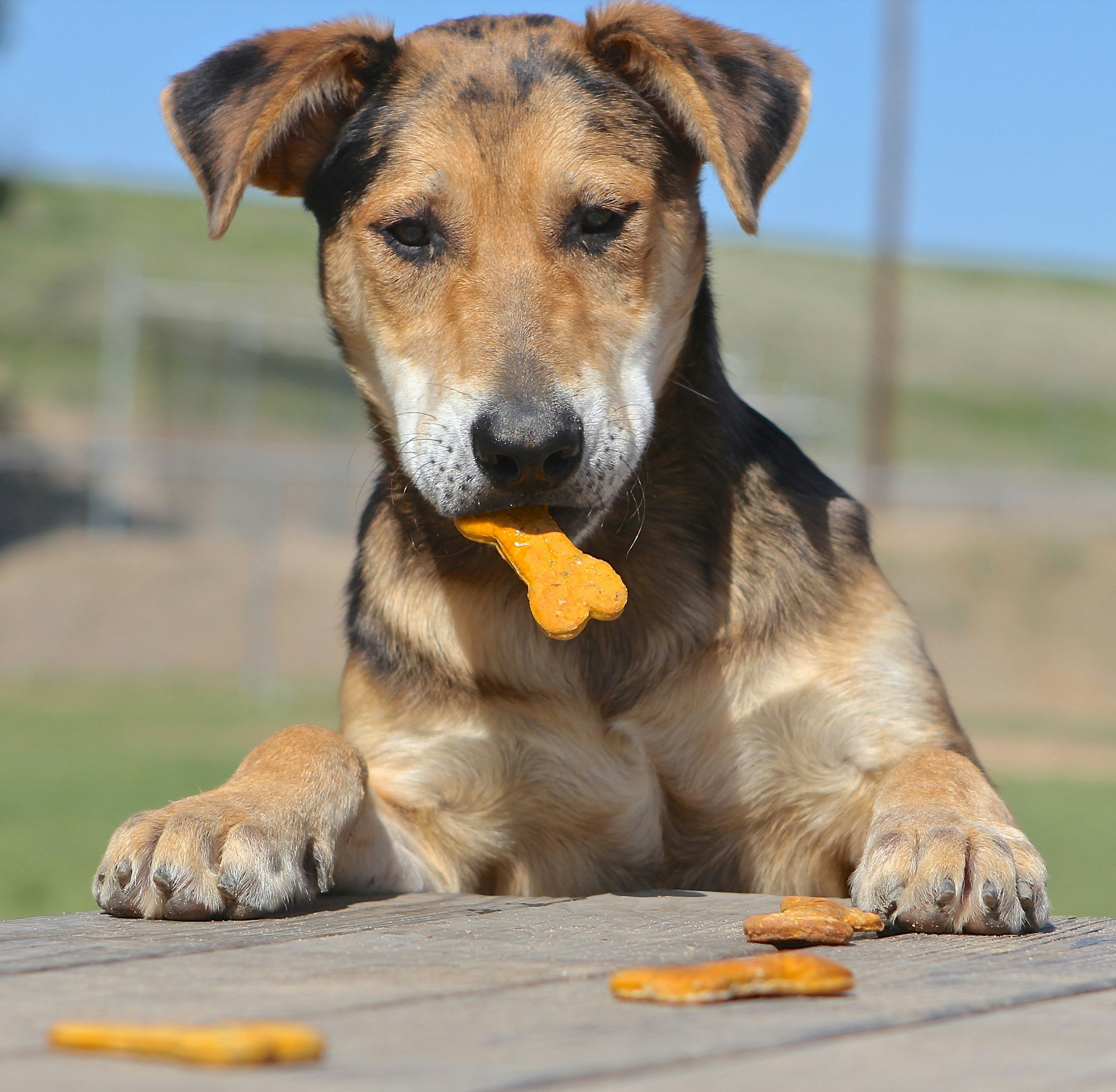 Dogs playing in paddock
