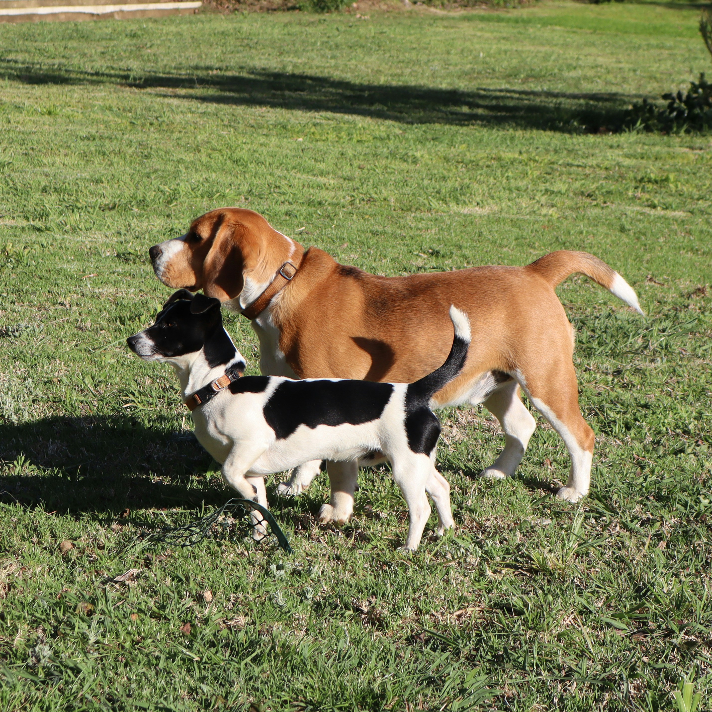 Dogs playing in paddock